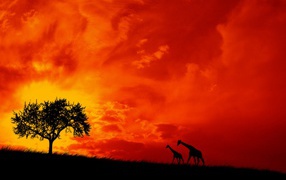 Пара жирафов на фоне красного неба