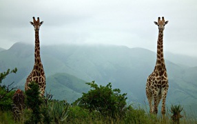Пара жирафов на природе