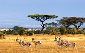 Стадо антилоп на пастбище
