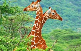 Яркие жирафы в зарослях