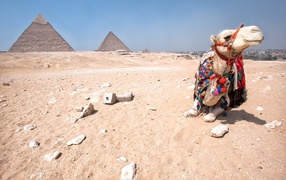 Верблюд отдыхает в Египетской пустыне