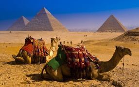 Camels resting against the background of the pyramids