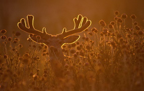 Deer at sunset