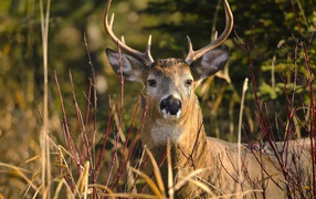 Олень лежит в траве