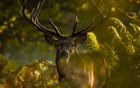 Олень стоит позади зеленых веток
