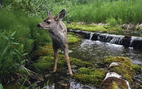 Олененок на водопое