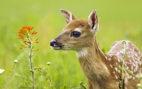 Олененок у цветка