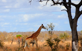 Жираф в Африке