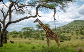 Жираф стоит под деревом
