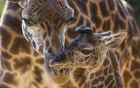 Жираф со своим детенышем