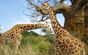 Giraffes grazing in the pasture