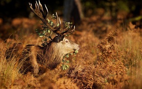 Трава на рогах оленя
