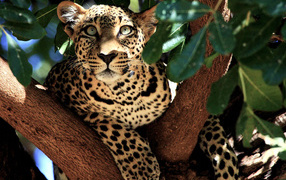 Леопард лежит на дереве