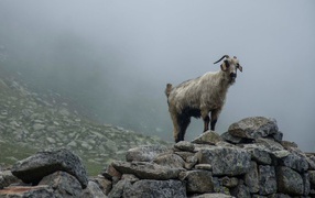 Mountain goat standing on rocks