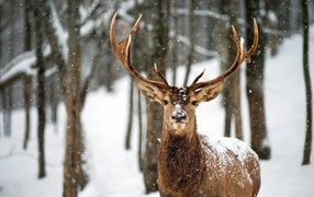 Гордый олень в зимнем лесу