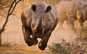 Носорог бежит на фотографа