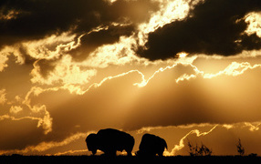 Силуэты бизонов на закате