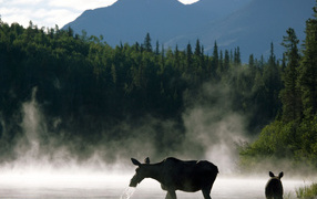 Лосиха с теленком