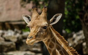 Голова жирафа в зоопарке