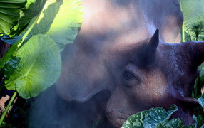 Голова носорога