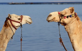 Два верблюда на фоне воды