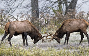 Два оленя бодаются