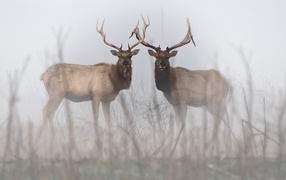 Два оленя в тумане