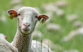 Белая овца в траве