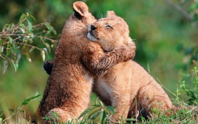 Пара милых львят