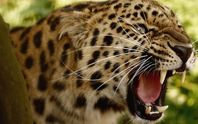 Злой амурский леопард