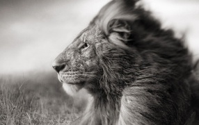 Черно белое фото льва