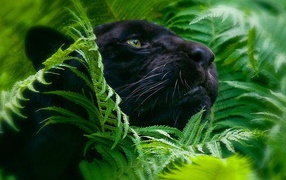 Черная пантера в зеленых зарослях