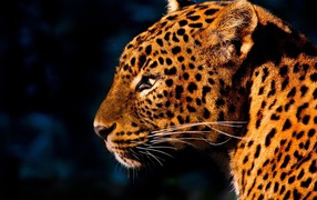 Огненно рыжий леопард