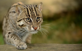 Забавный дикий кот