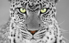 Большие выразительные глаза дикого животного