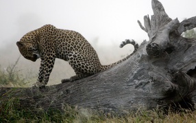 Леопард приводит себя в порядок