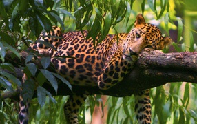 Леопард на ветке дерева