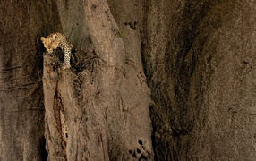 Леопард на неприступной скале