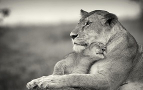 Львенок ласкается к маме львице