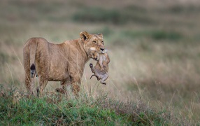 Львица держит детеныша в зубах