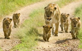 Львица с львятами идет по дороге