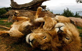 Львы отдыхают на спине