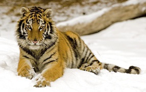 Маленький тигренок на снегу