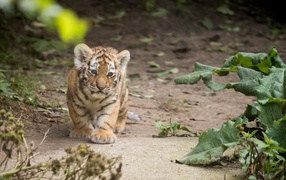 Маленький оранжевый тигренок