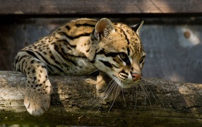 Оцелот повис на деревянной перекладине