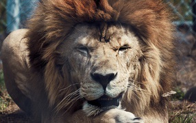 Старый лев в зоопарке