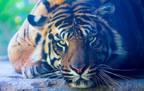 Задумчивый тигр лежит на камне