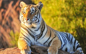 Гордый тигр лежит на камне на фоне зелени