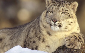 Гордый снежный барс