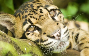 Грустные глаза леопарда